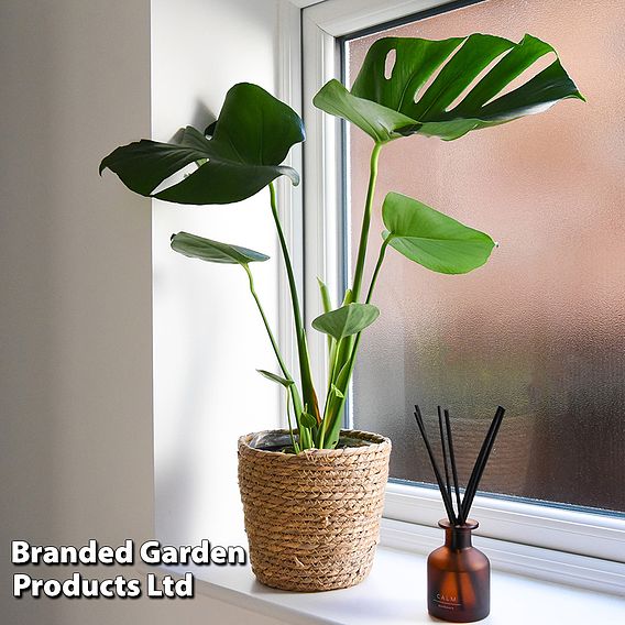 Monstera deliciosa
