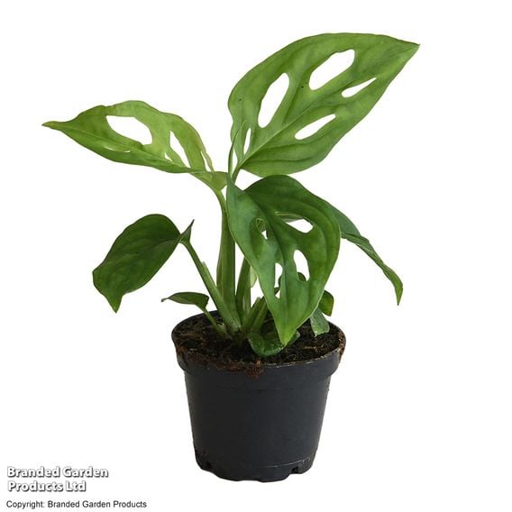 Monstera adansonii