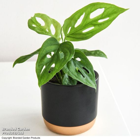Monstera adansonii