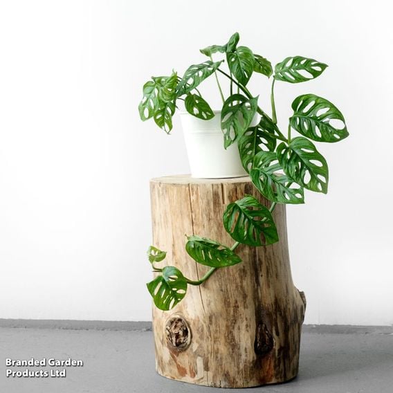 Monstera adansonii