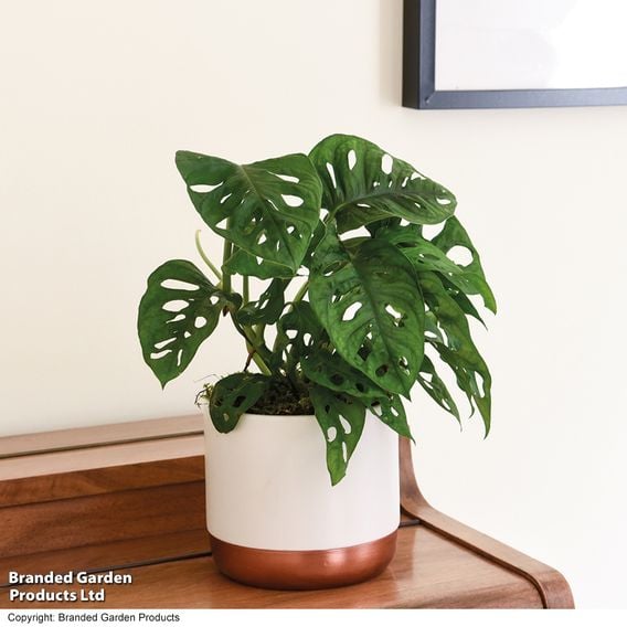Monstera adansonii