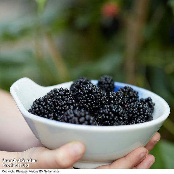 Mulberry 'Charlotte Russe' (Mojo Berry)
