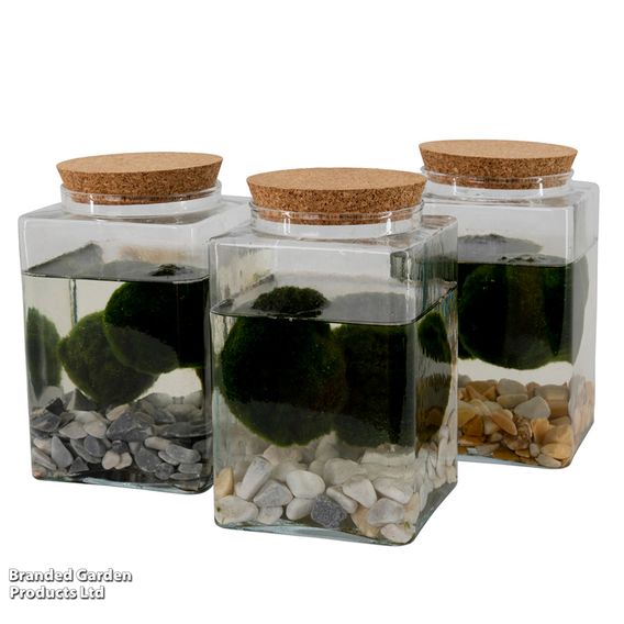 Moss Balls in Square Glass Vase