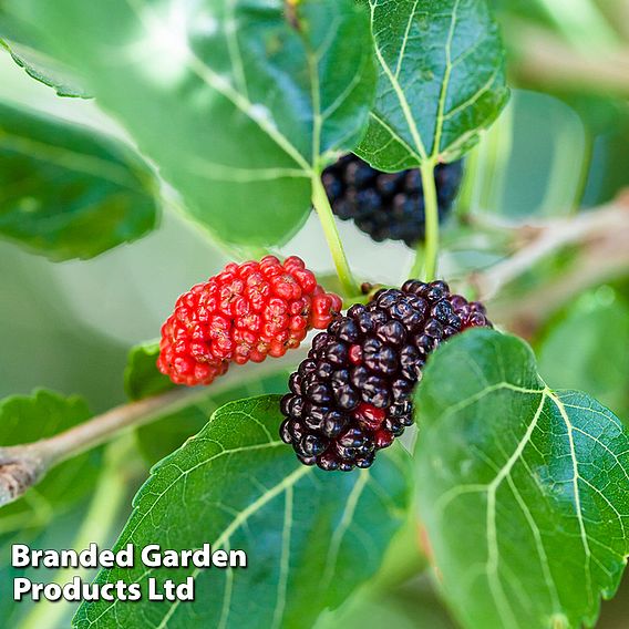 Mulberry 'Charlton House'