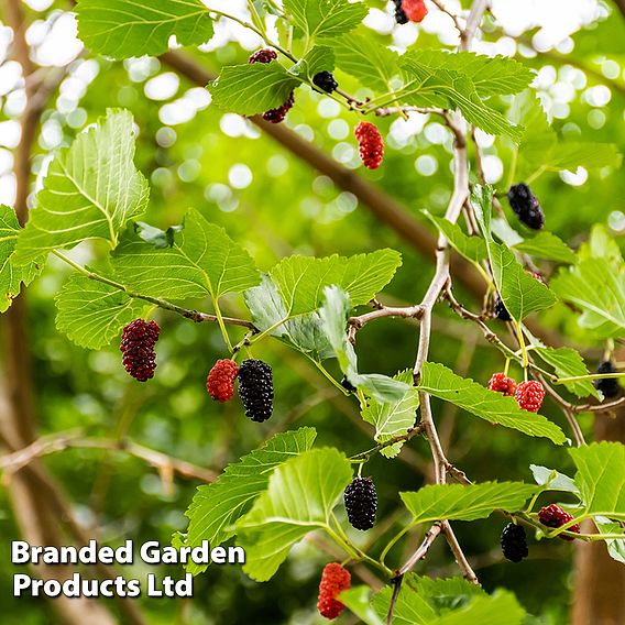 Mulberry 'Charlton House'