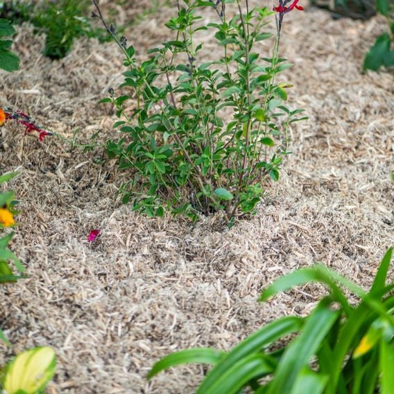 INCREDi Mulch Plus®
