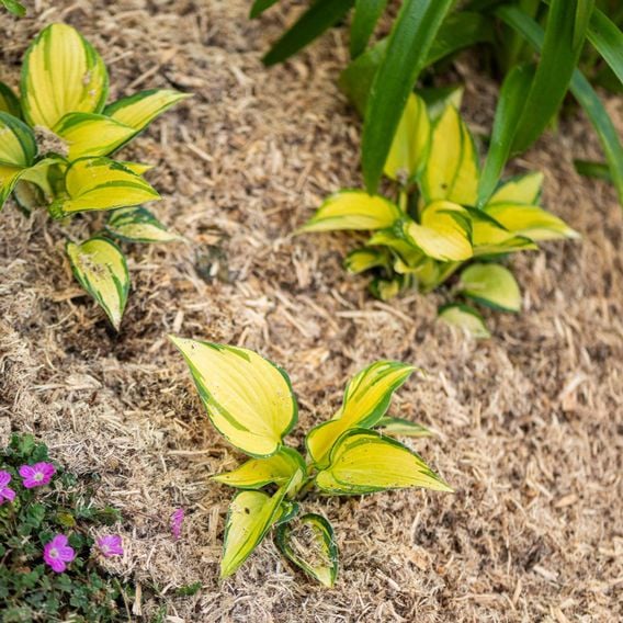 INCREDi Mulch Plus®