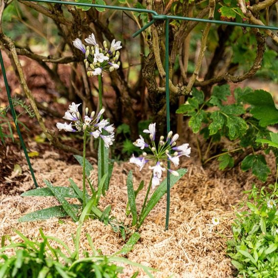 INCREDi Mulch Plus®