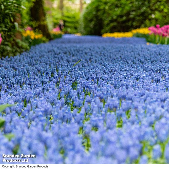 Muscari armeniacum