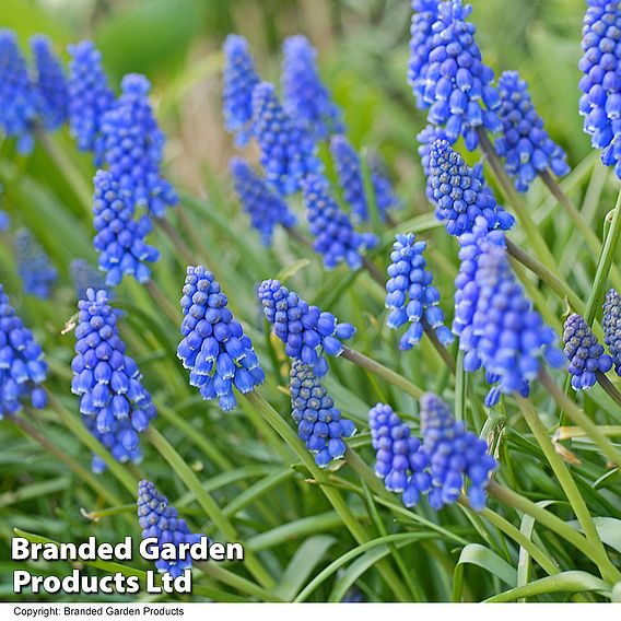 Muscari armeniacum