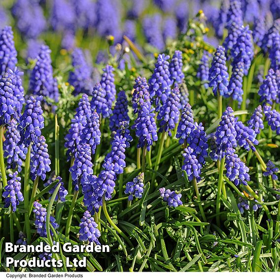 Muscari armeniacum