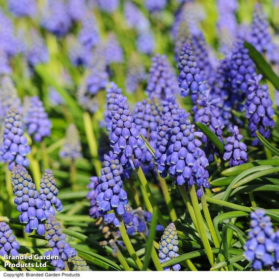 Muscari armeniacum