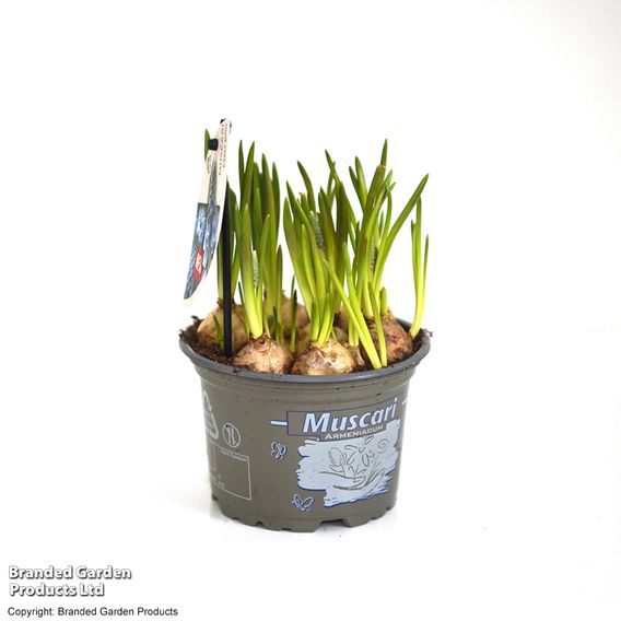 Muscari 'Early Bird'