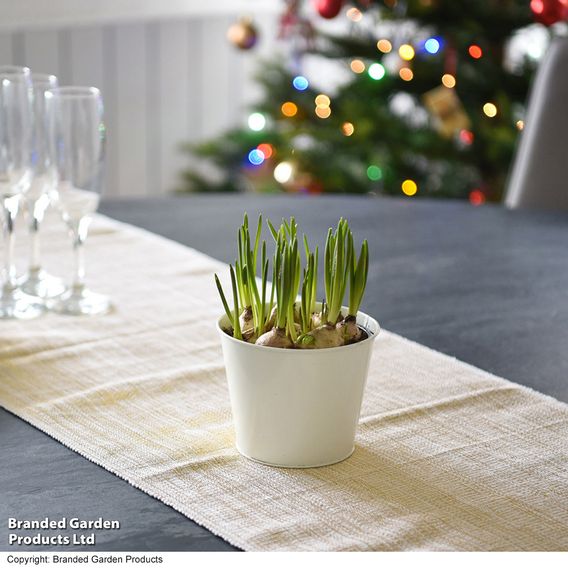 Muscari 'Early Bird'