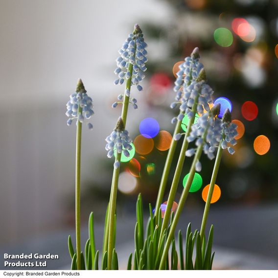 Muscari 'Early Bird'