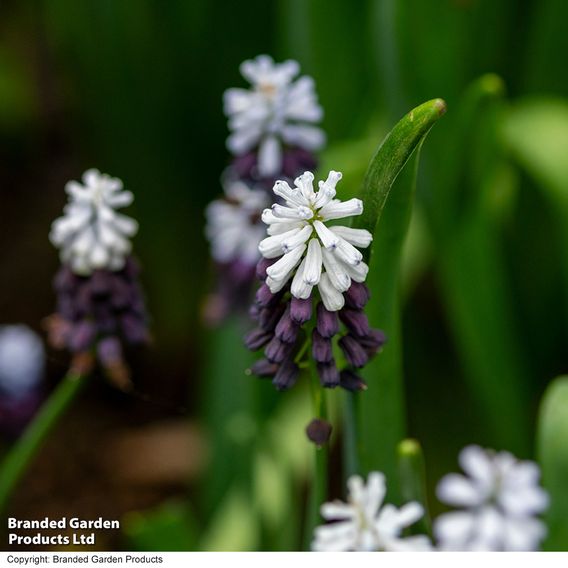 Muscari 'Grape Ice'