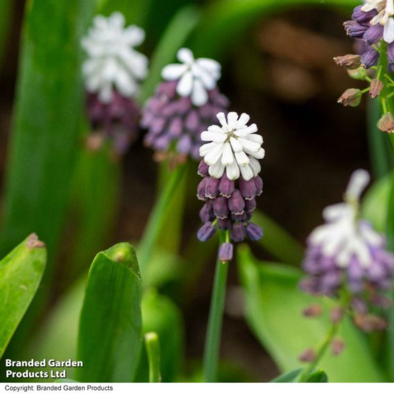 Muscari 'Grape Ice'