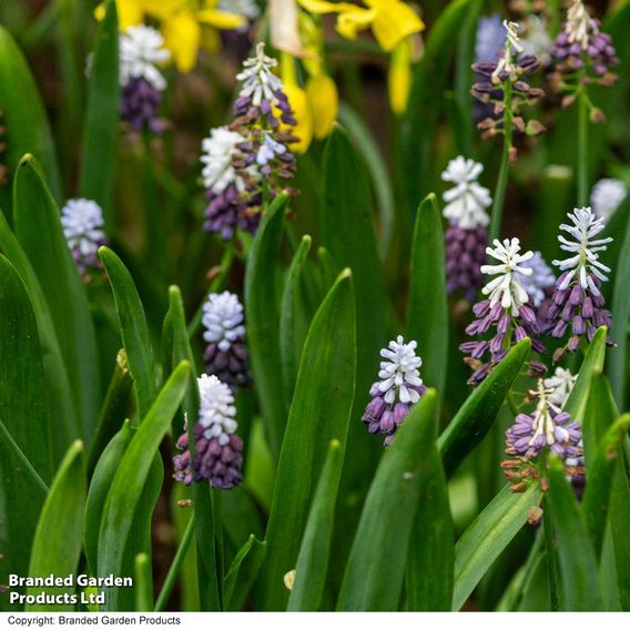 Muscari 'Grape Ice'