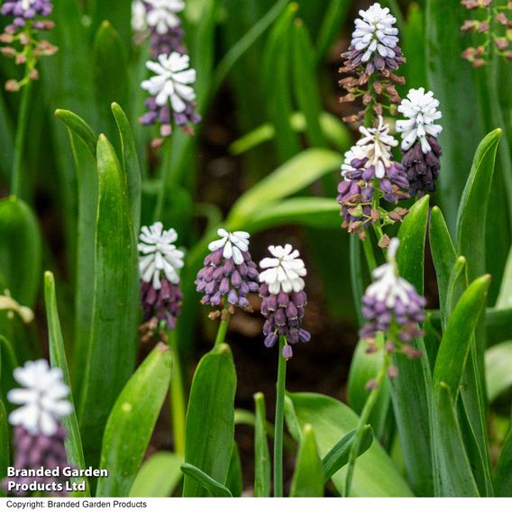 Muscari 'Grape Ice'