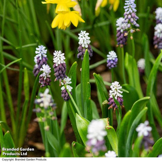 Muscari 'Grape Ice'