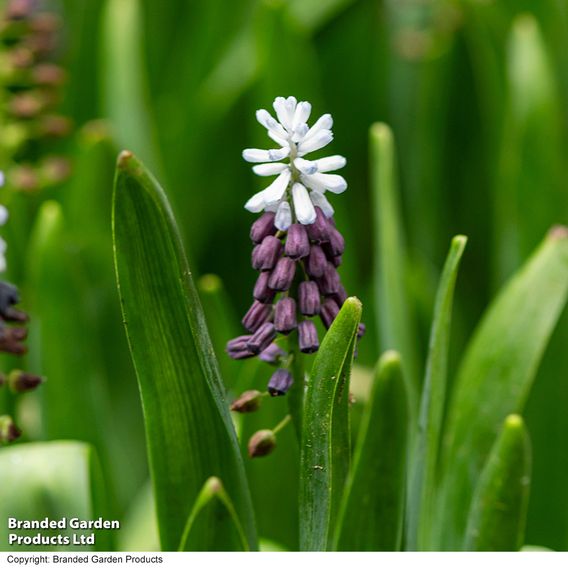 Muscari 'Grape Ice'