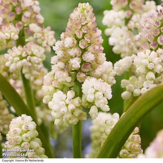 Muscari 'Lady Madonna'