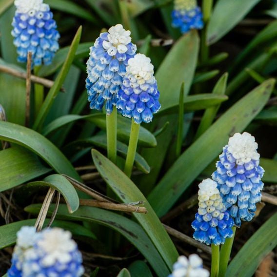 Muscari armeniacum 'Mountain Lady'