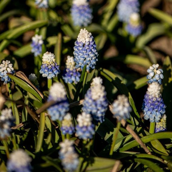 Muscari armeniacum 'Mountain Lady'