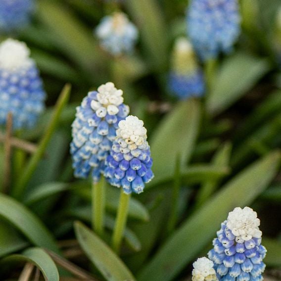 Muscari armeniacum 'Mountain Lady'