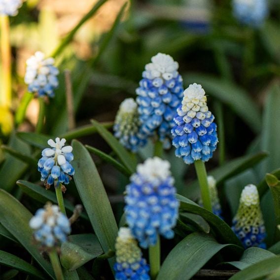 Muscari armeniacum 'Mountain Lady'
