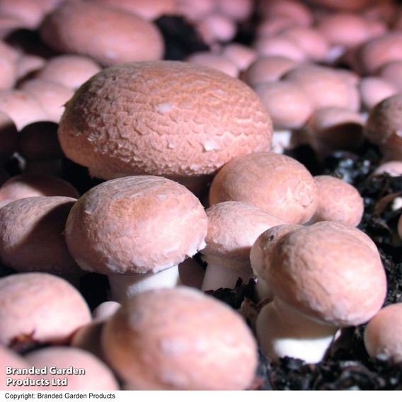 Mushroom Windowsill Kit Duo