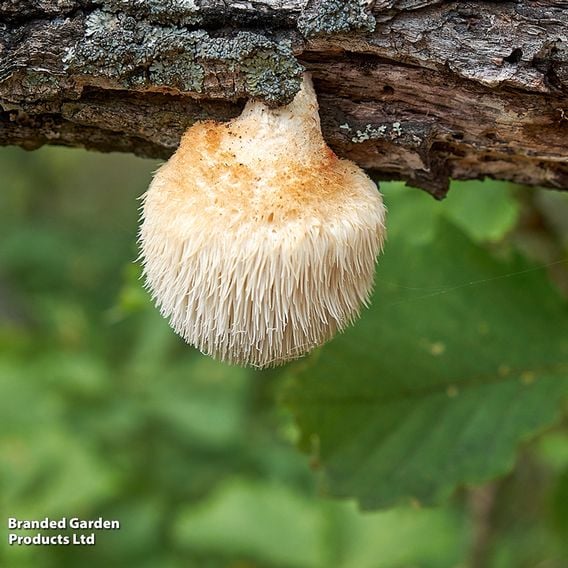 Fungi Farm Mushroom Windowsill Kit - Lion's Mane
