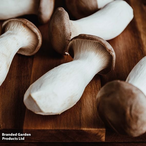 Fungi Farm Mushroom Windowsill Kit Gourmet Duo