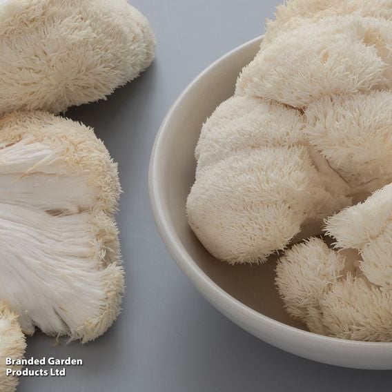 Fungi Farm Mushroom Windowsill Kit - Lion's Mane