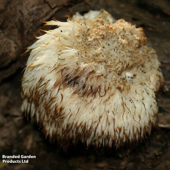 Fungi Farm Mushroom Windowsill Kit - Lion's Mane