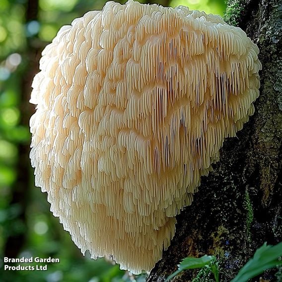 Fungi Farm Mushroom Windowsill Kit - Lion's Mane