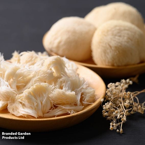 Fungi Farm Mushroom Windowsill Kit - Lion's Mane