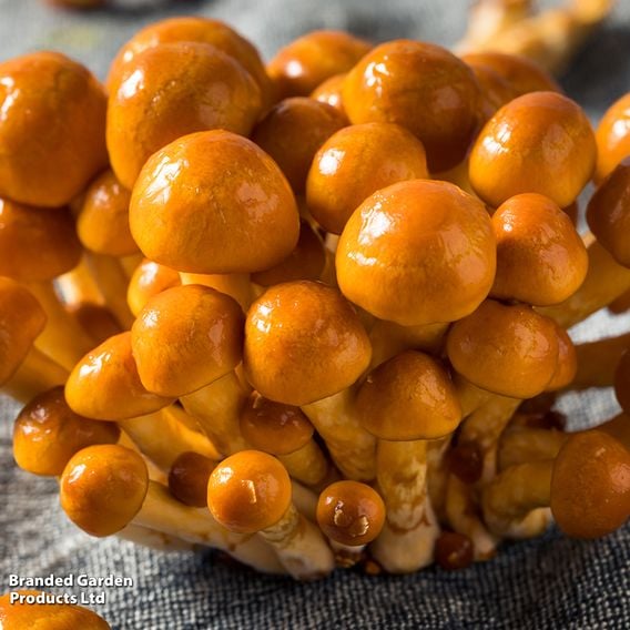 Fungi Farm Mushroom Windowsill Kit - Nameko