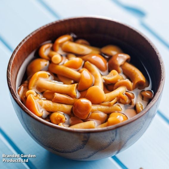 Fungi Farm Mushroom Windowsill Kit - Nameko