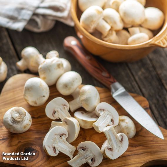 Mushroom Windowsill Kit Duo