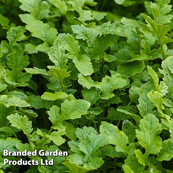 Mustard Leaves (Autumn Sowing Mix) - Seeds