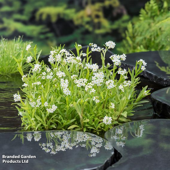 Myosotis palustris 'Alba' (Marginal Aquatic)