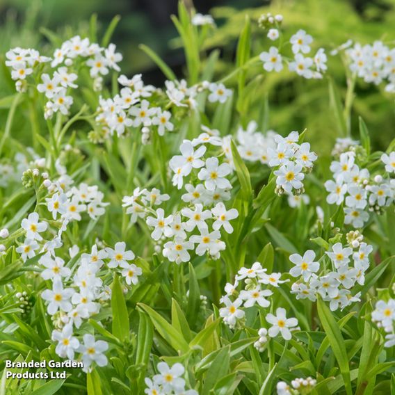 Myosotis palustris 'Alba' (Marginal Aquatic)