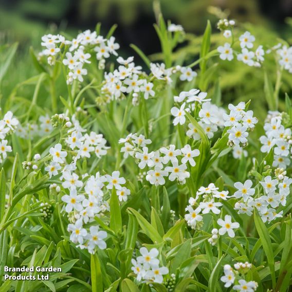 Myosotis palustris 'Alba' (Marginal Aquatic)