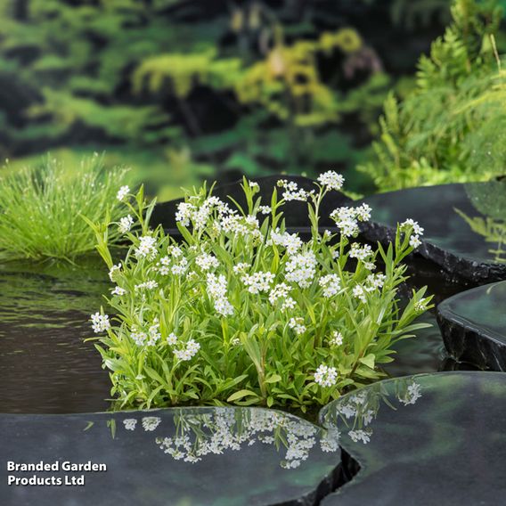 Myosotis palustris 'Alba' (Marginal Aquatic)