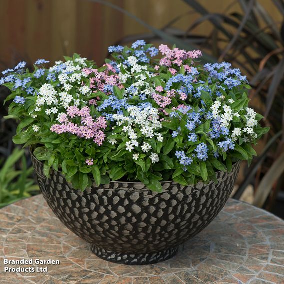 Forget-Me-Not Mixed