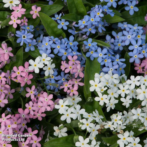 Forget-Me-Not Mixed