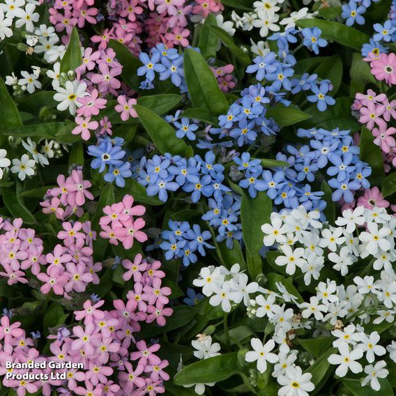 Forget-Me-Not Mixed