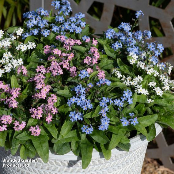 Forget-Me-Not Mixed