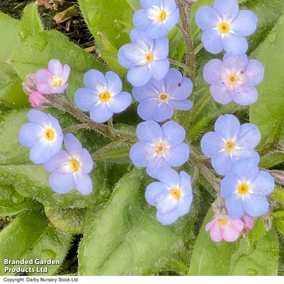 Myosotis 'My Oh My'